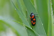 Bloedcicade (Cercopis vulnerata) 5-2014 9201